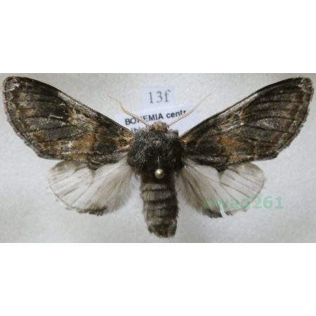 Notodonta tritophus (Denis & Schiffermüller, 1775) male Garbatka miesięcznica Czech13f